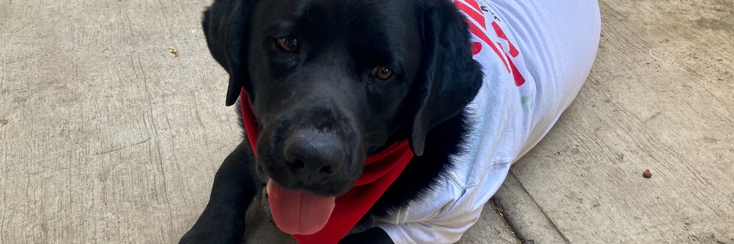 Een foto van Onnie de labrador