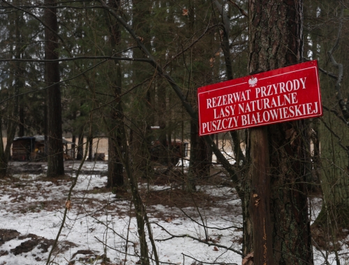 Frontière militarisée entre la Pologne et le Belarus Parc naturel de Kozie Borki